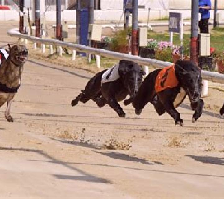 Greyhound Racing (Atlas-V) slot