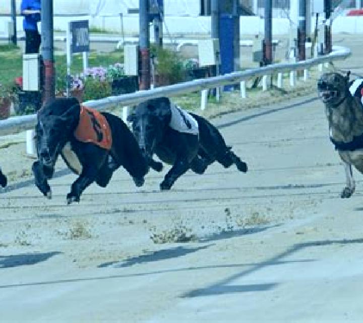 Greyhound Racing (Urgent Games) slot game