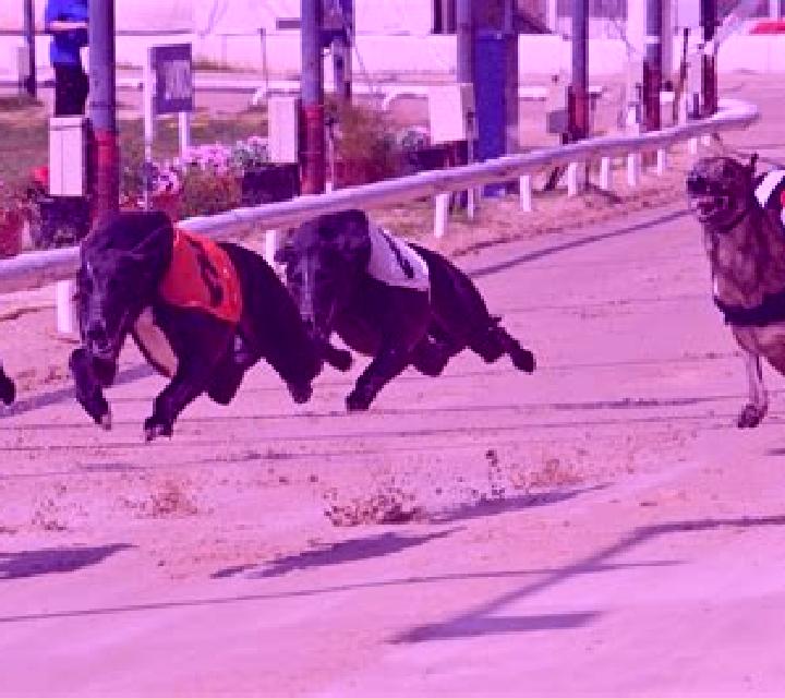 Greyhound Racing (Urgent Games) slot