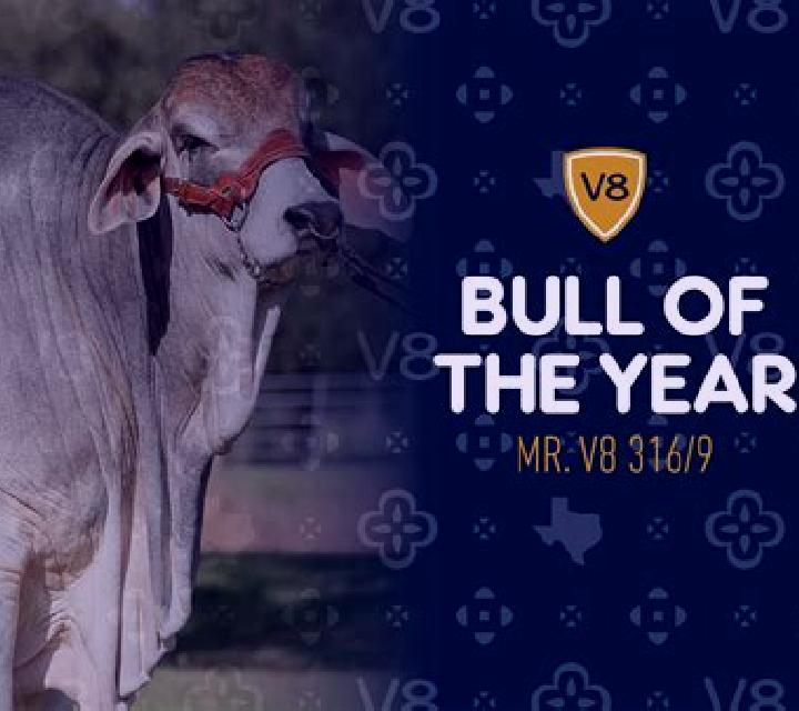 Hundreds person of Bull V8 online slot