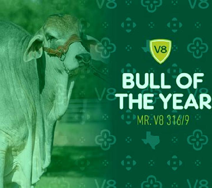 Hundreds person of Bull V8 slot game