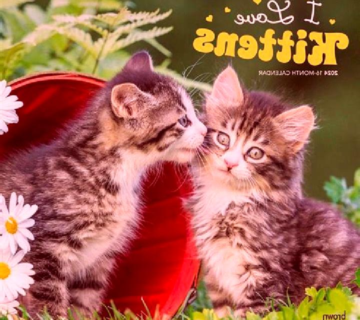 I Love Kittens slot game