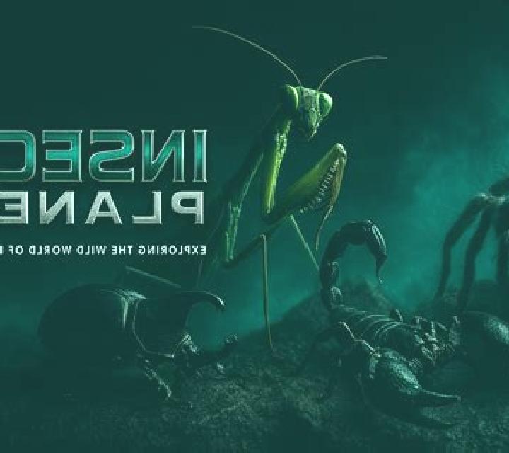 Insect World HD online slot