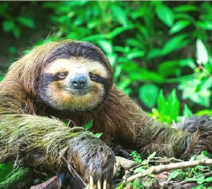 Lazy Monkey online slot