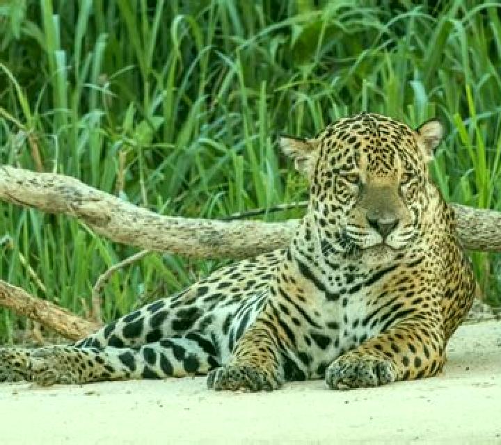 Legend of the Jaguar online slot
