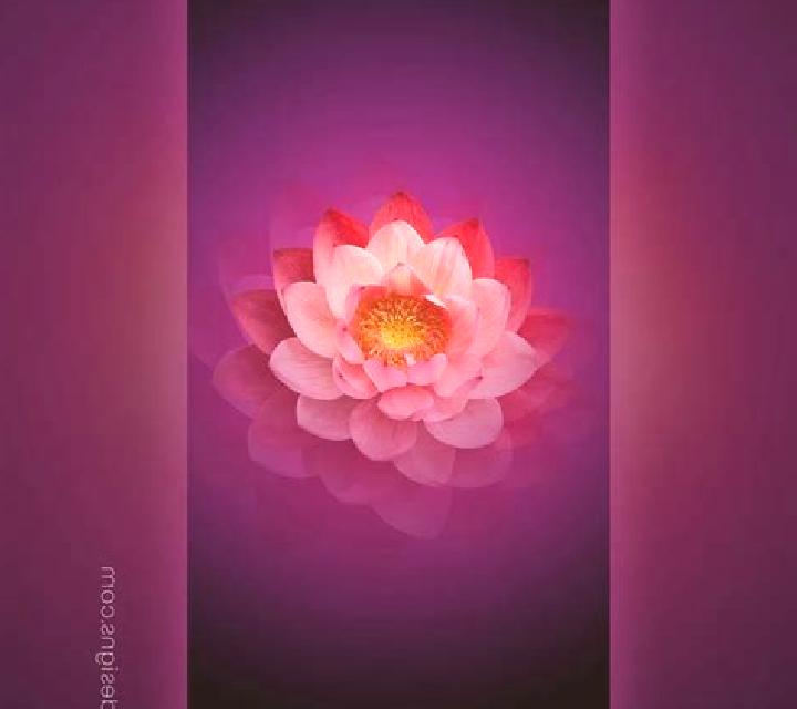 Lotus Beauty online slot