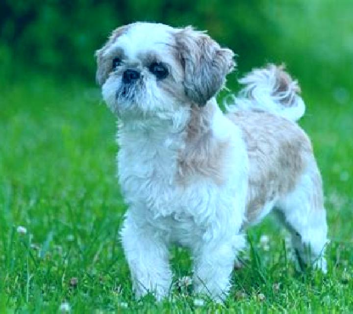 Lucky Shih Tzu slot machine