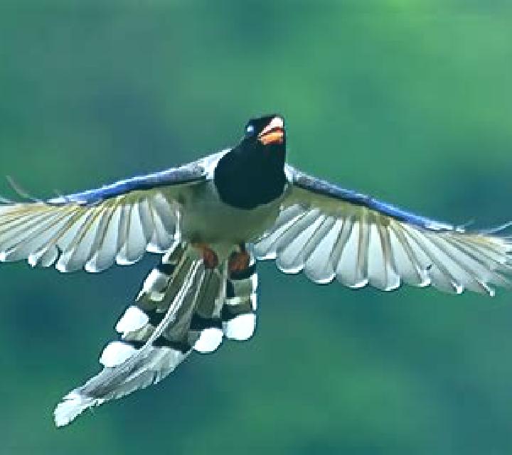 Magpie Bridge (Aspect Gaming) online slot