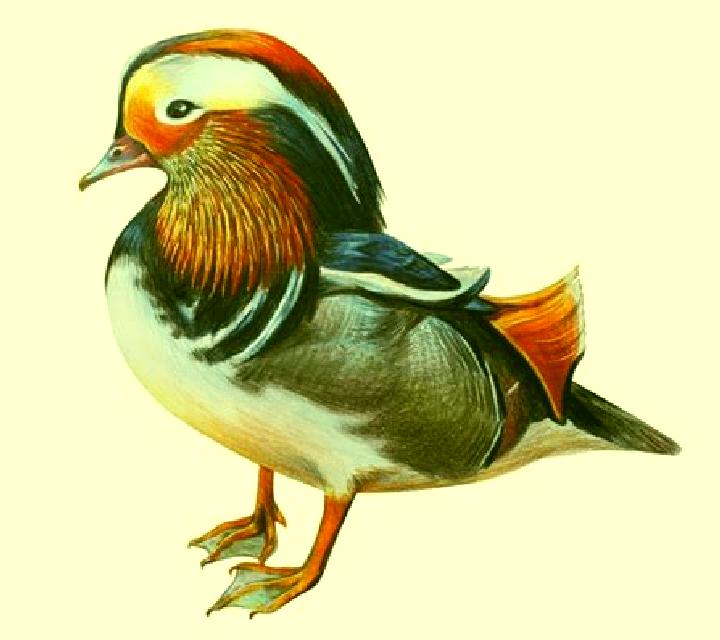 Mandarin Duck slot
