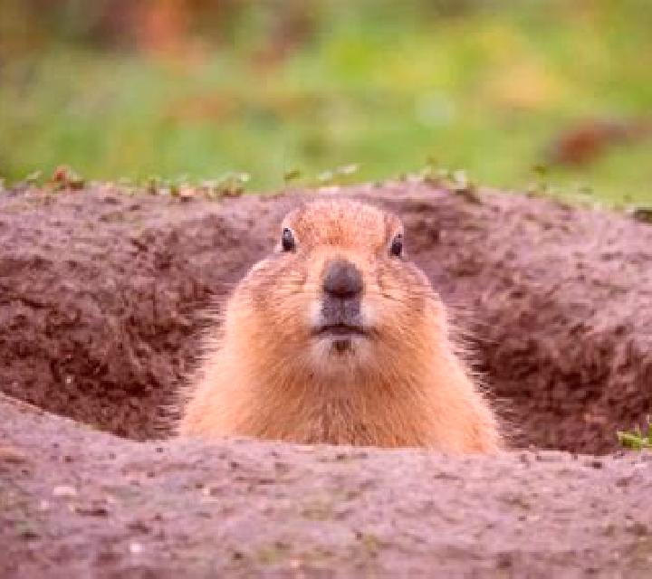 Marmot Digging slot