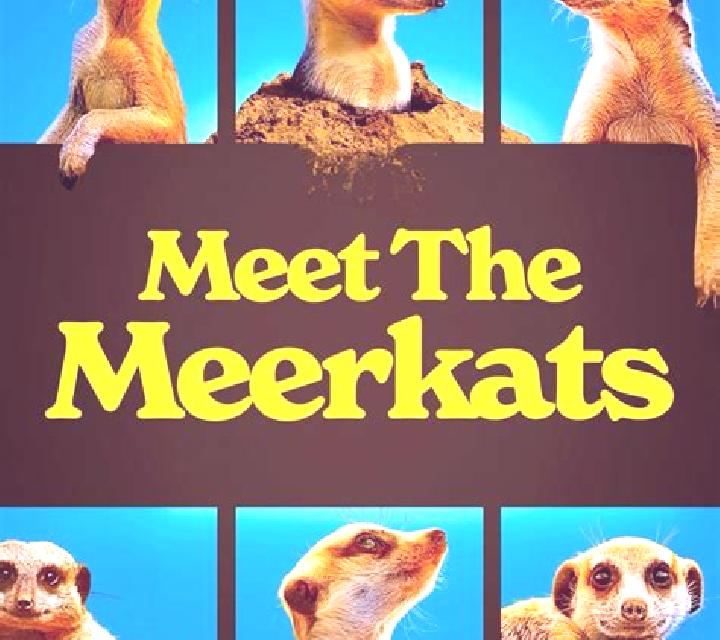 Meet the Meerkats online slot