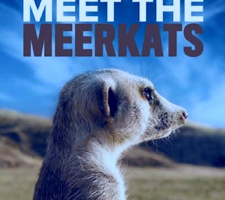 Meet the Meerkats slot game