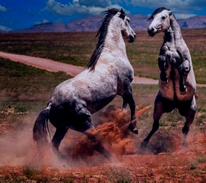 Mustang and Stallions online slot