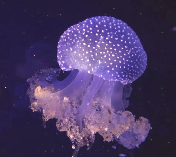 Neon Jellyfish 27 slot