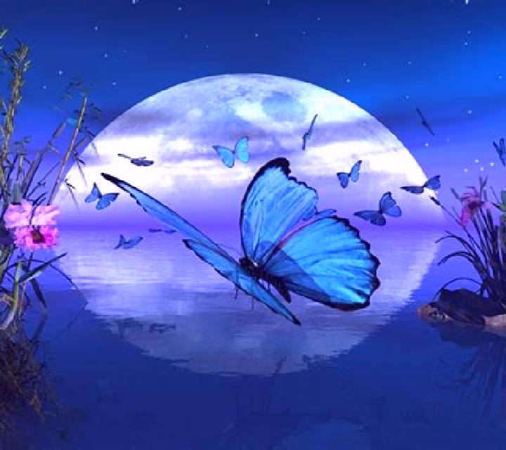 NIGHT BUTTERFLY FLIGHT online slot