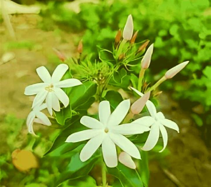 Night Jasmine online slot