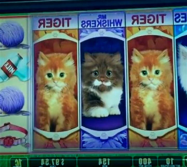 Not Enough Kittens online slot