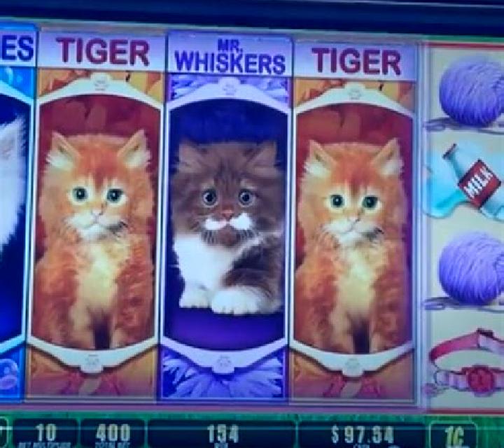 Not Enough Kittens slot game