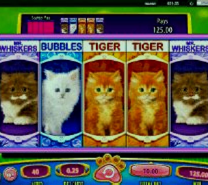 OMG! Kittens online slot
