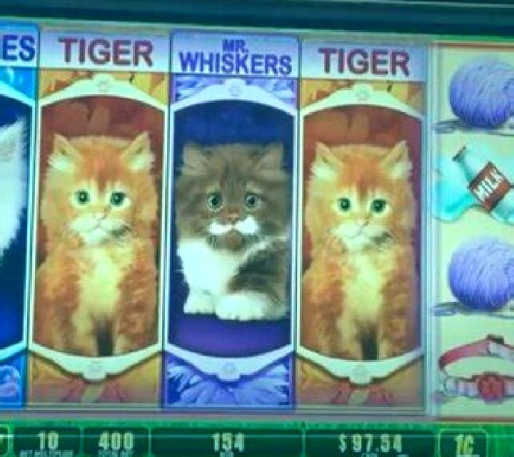 OMG! Kittens slot machine