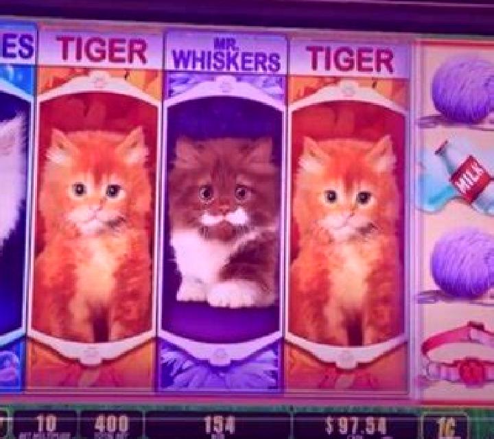 OMG! Kittens slot
