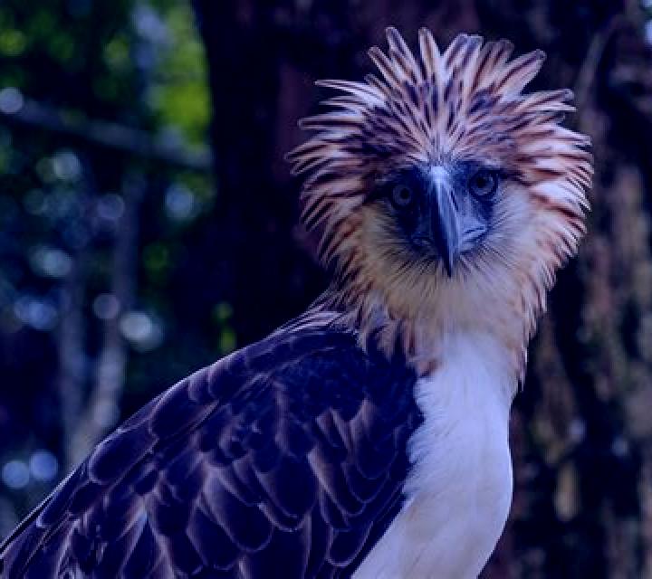 Philippine Eagle online slot