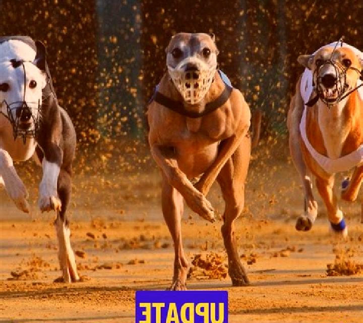 Pre-recorded Dog Racing online slot