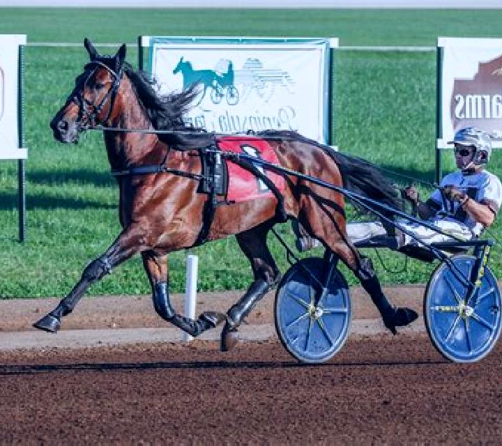 Premier Trotting online slot