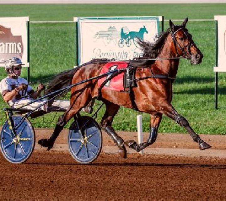 Premier Trotting slot machine