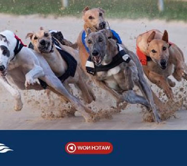 Rush Greyhounds Live online slot