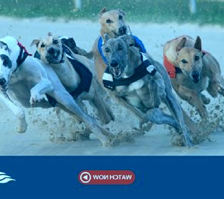 Rush Greyhounds Live slot game