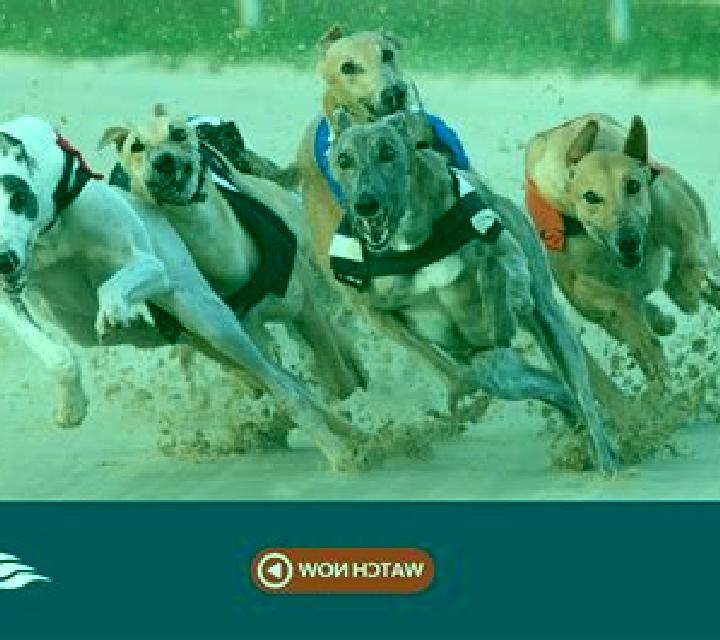 Rush Greyhounds Live slot machine