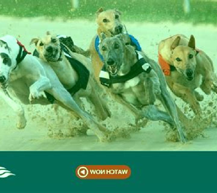 Rush Greyhounds Live slot
