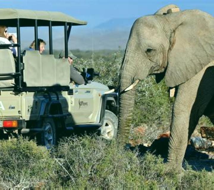 Safari Life 2 online slot