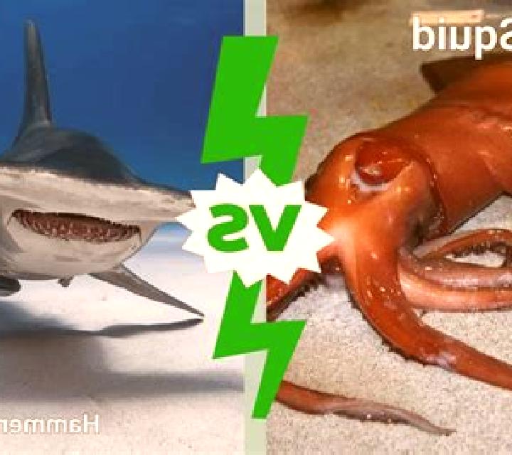 Shark Feast online slot