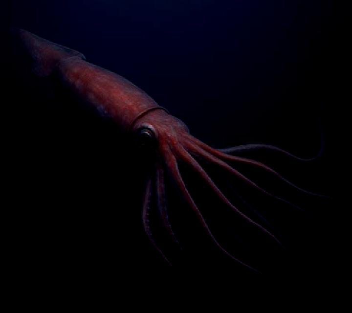 Squid From The Deep online slot