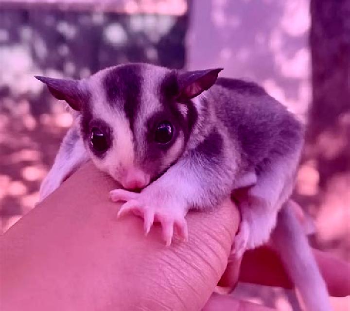 Sugar Glider online slot