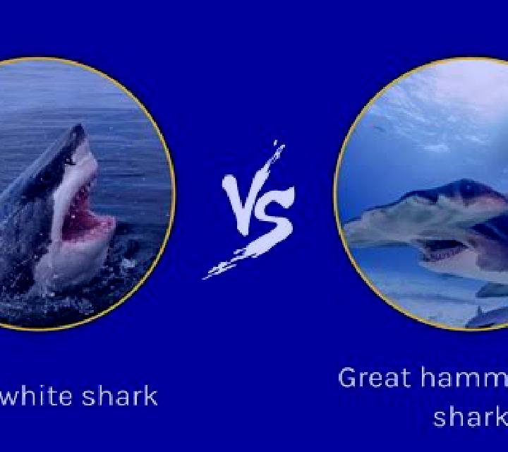 The Great White slot game