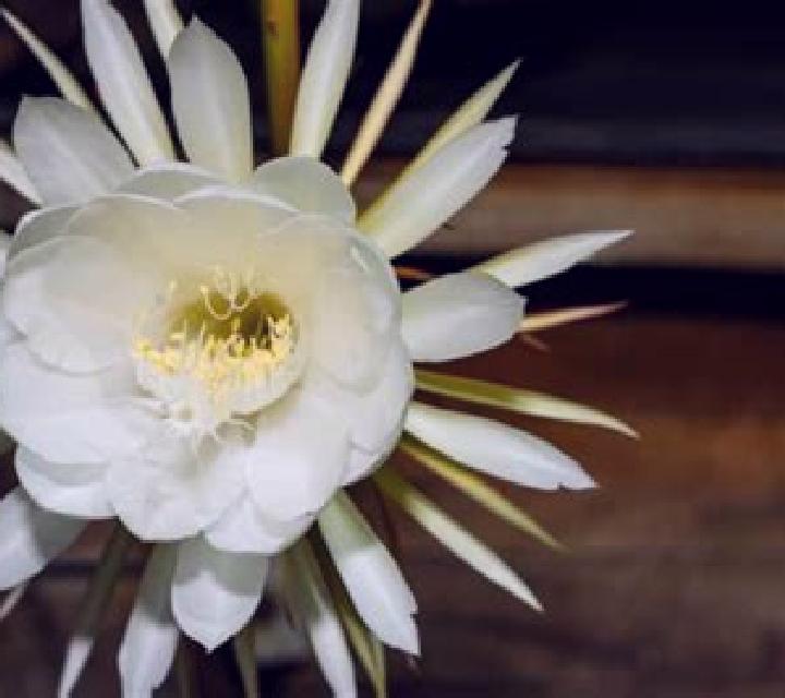 The Magic of Night Flower online slot