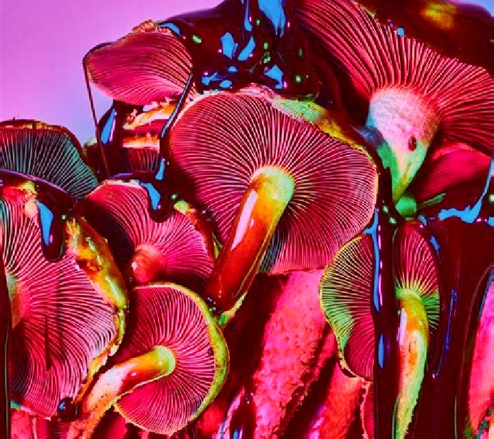 Trippy Mushrooms online slot