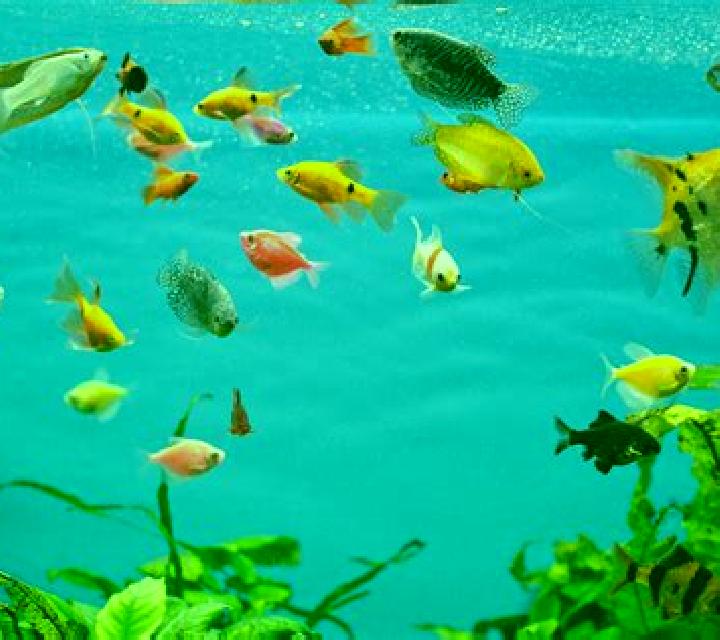 Tropical Aquarium online slot