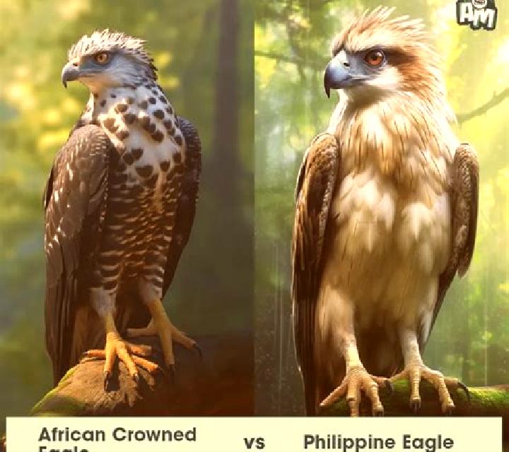 Untamed Crowned Eagle online slot