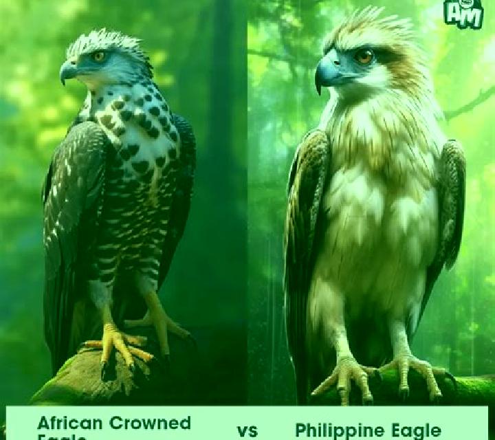 Untamed Crowned Eagle slot game