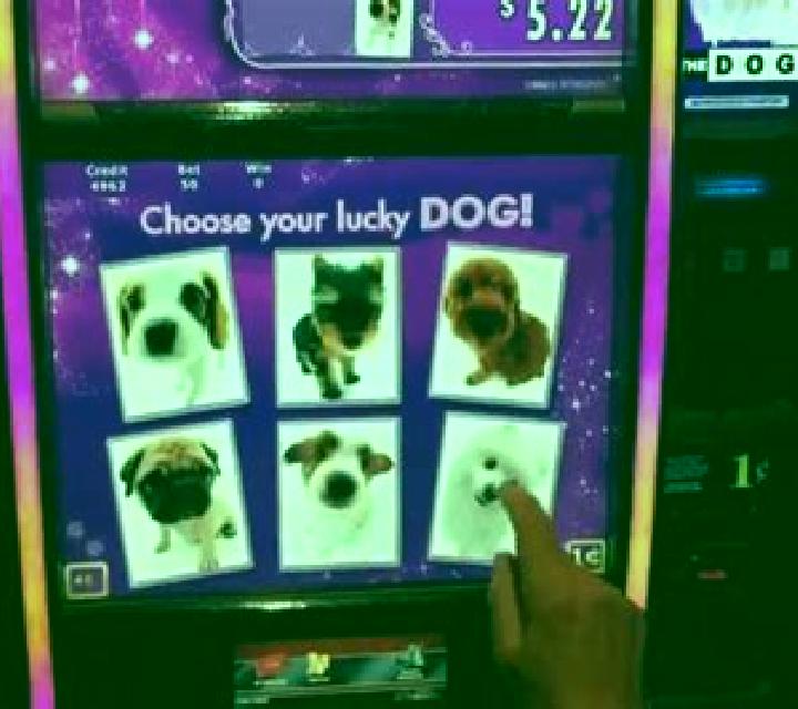 Urban Lady Doggie slot game