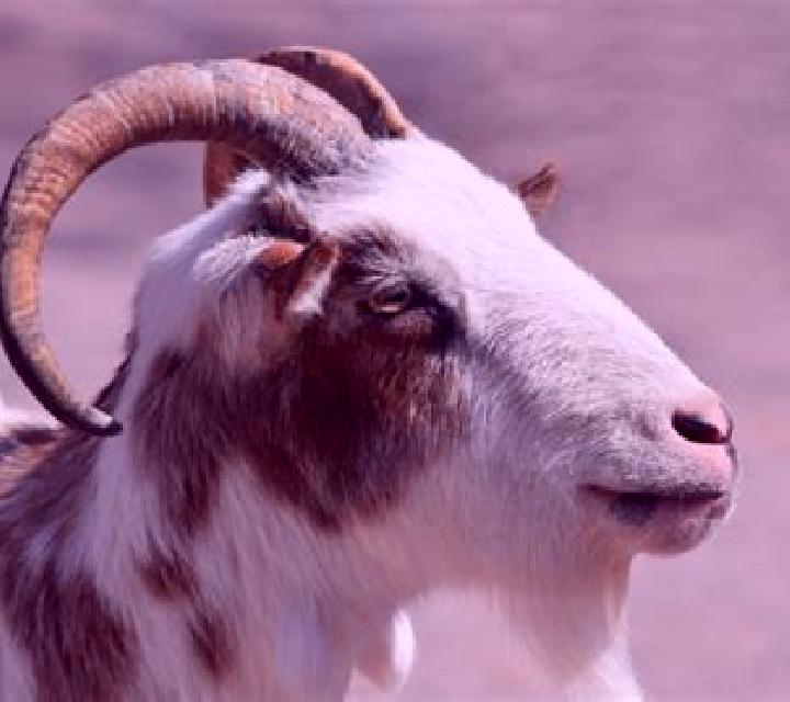 Very Big Goats online slot
