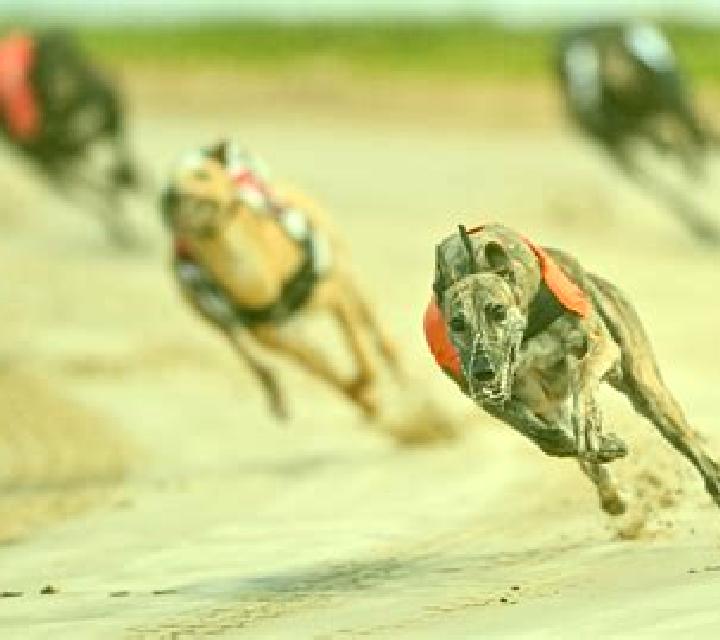 Virtual Greyhound Races online slot