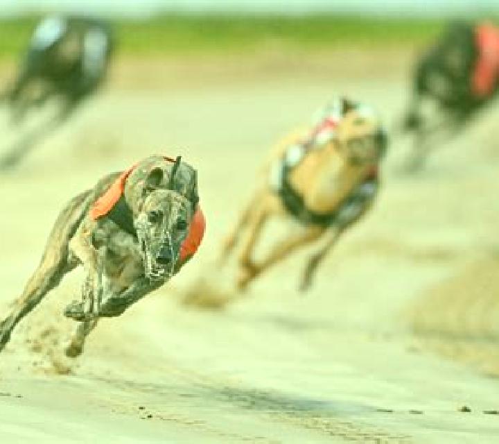 Virtual Greyhound Races slot