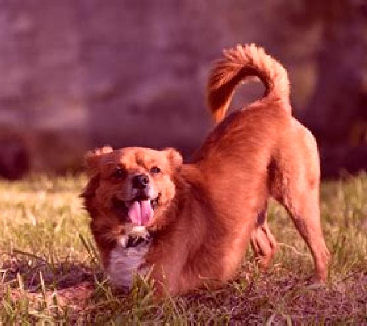 Wags Best Friend slot