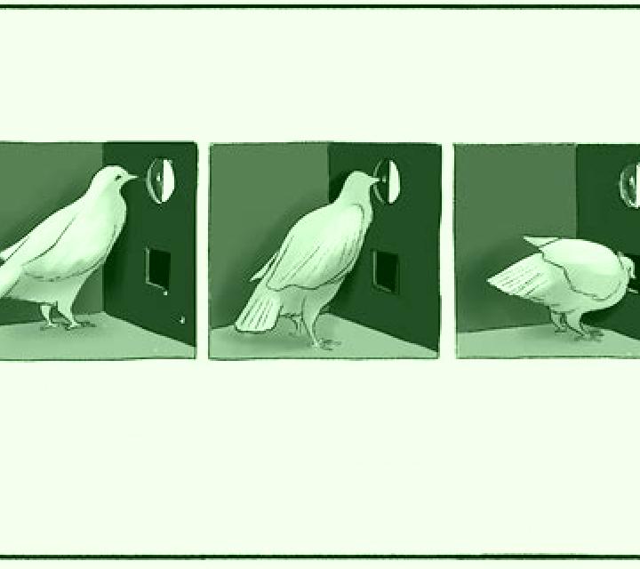 Where Pigeons Dare slot machine