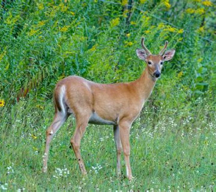 White Deer online slot